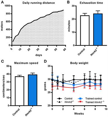 Aged Nicotinamide Riboside Kinase 2 Deficient Mice Present an Altered Response to Endurance Exercise Training